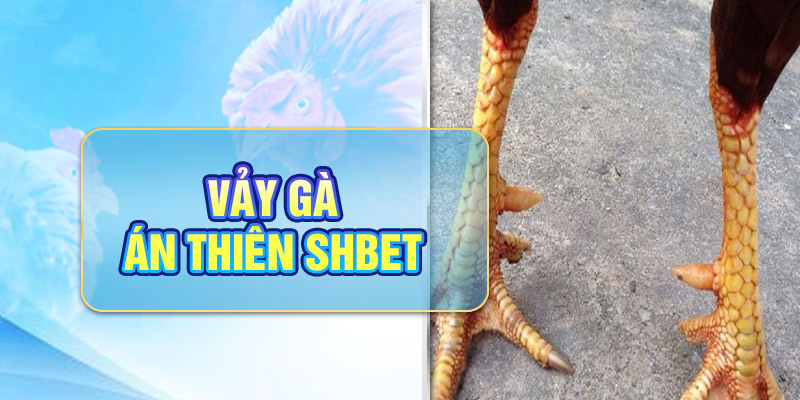 Vảy Gà Án Thiên - Chọn Gà Tài, Giành Thắng Lợi Lớn Tại SHBET