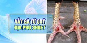 Vảy Gà Tứ Quý Phủ Địa - Đặc Điểm Nhận Diện Chuẩn Xác Cùng SHBET