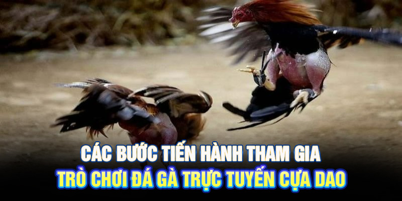 Các bước tiến hành tham gia trò chơi đá gà trực tuyến cựa dao