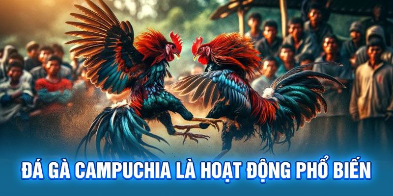 Đá gà Campuchia là hoạt động phổ biến