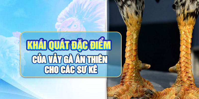 Khái quát đặc điểm của vảy gà Án Thiên cho các sư kê.