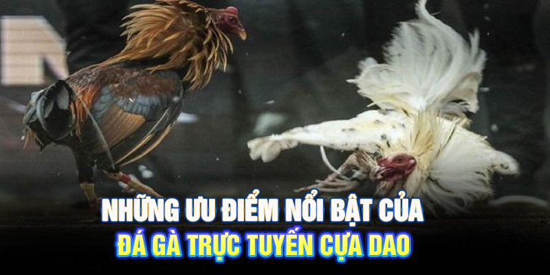 Những ưu điểm nổi bật của đá gà trực tuyến cựa dao