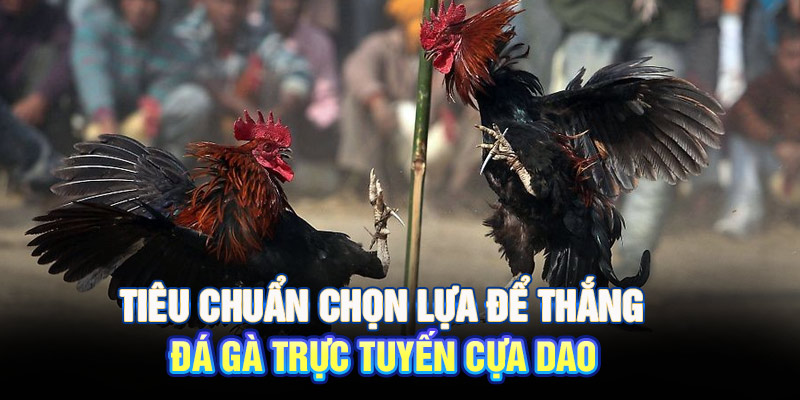 Tiêu chuẩn chọn lựa để thắng đá gà trực tuyến cựa dao