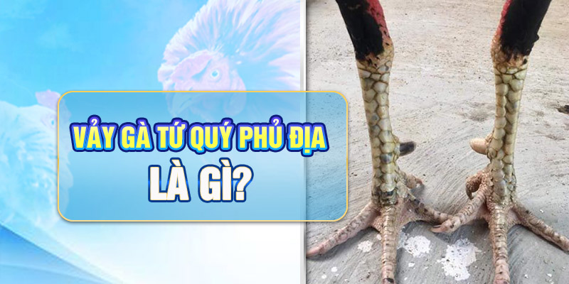 Vảy gà tứ quý phủ địa là gì?