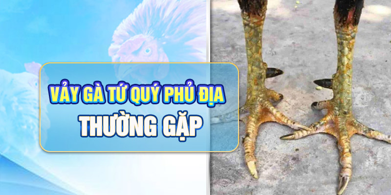 Vảy gà tứ quý phủ địa thường gặp